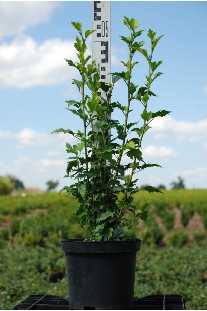 Гібіскус Вудбрідж - 3л/вис.45-70см/Ø15-20см